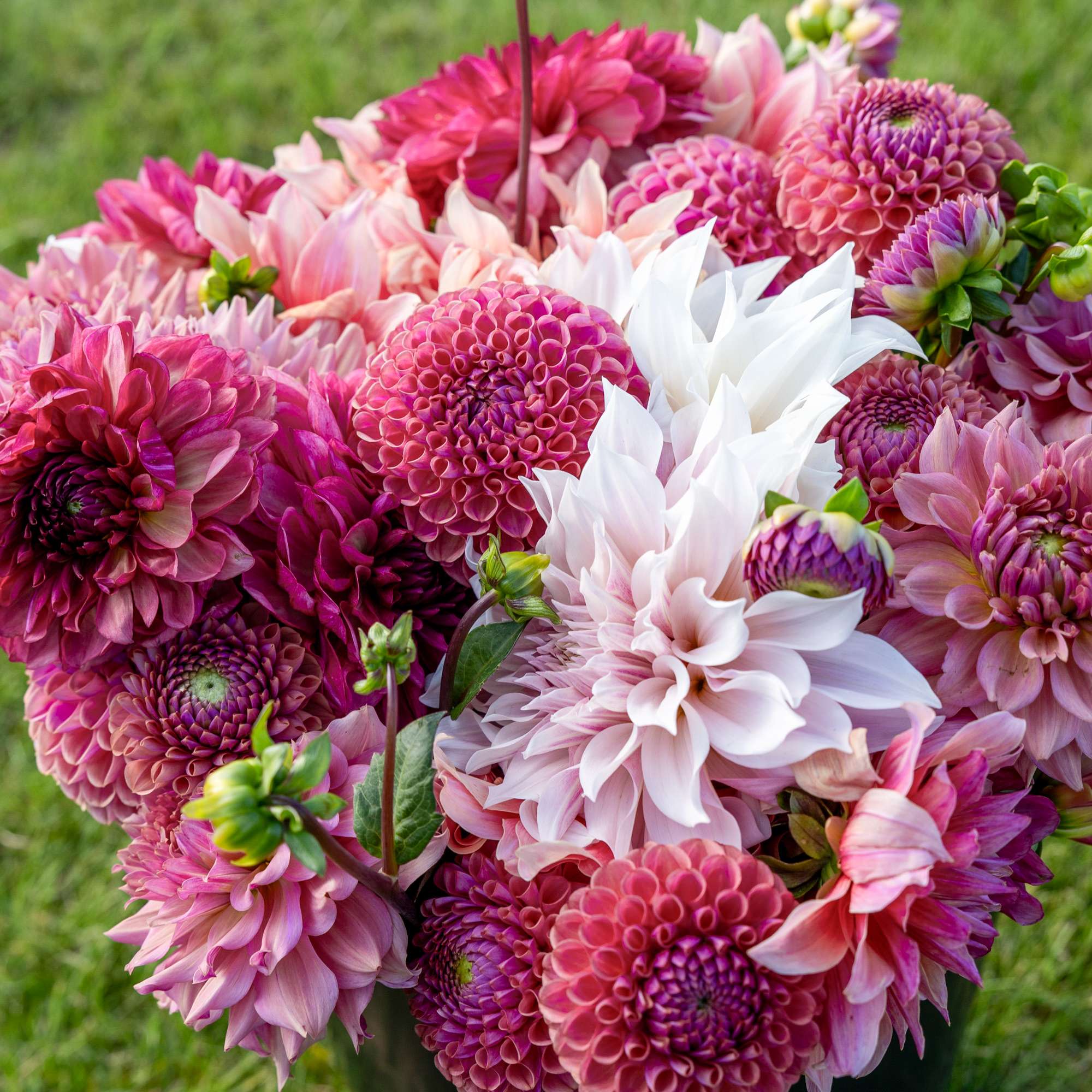 Dahliamix 'Dusty Rose'